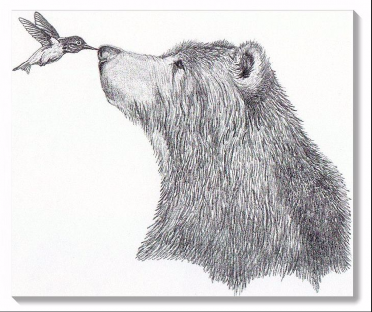 Бурый медведь для срисовки