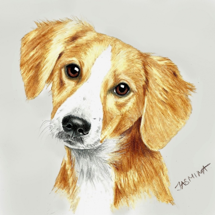 Рисунок собаки карандашом для детей цветной