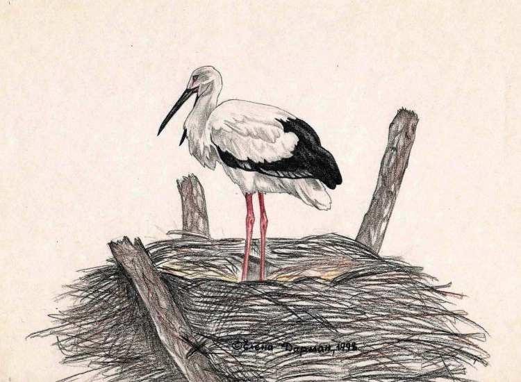 Журавль рисунок