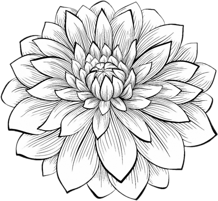 Цветы хризантемы для срисовки