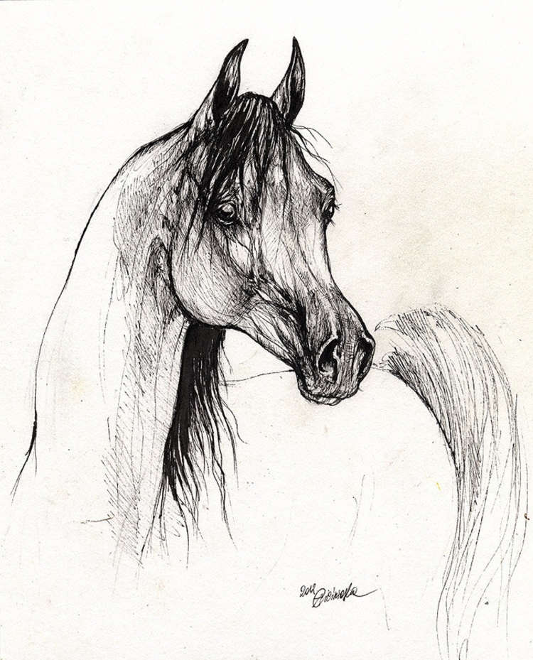 Арабская лошадь скетч
