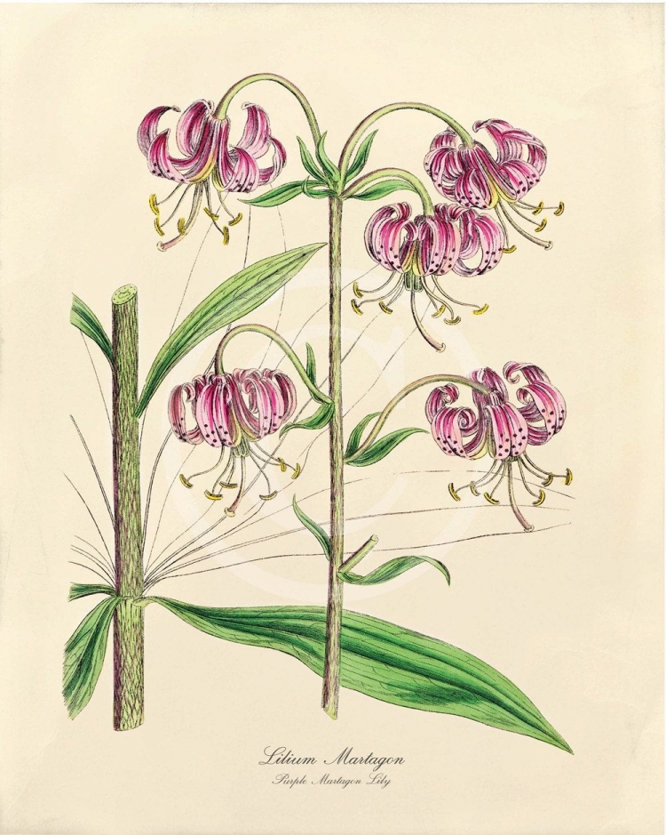 Рисунок на тему ботаника