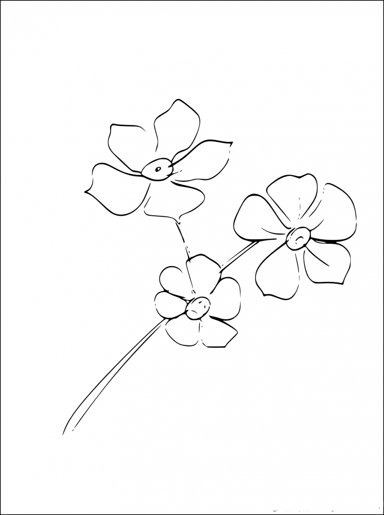 Рисунок цветка незабудки для срисовки