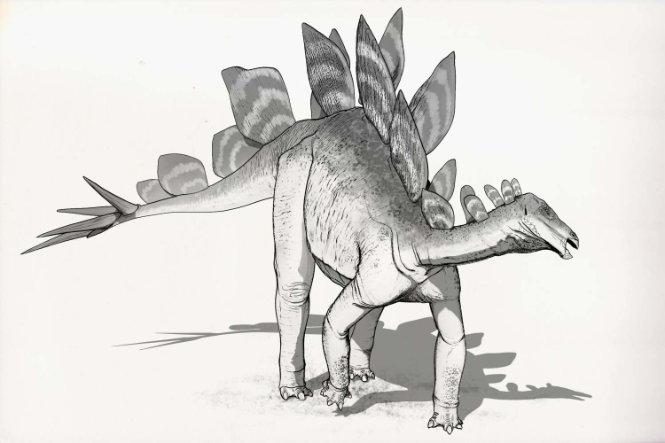 Стегозавр для срисовки