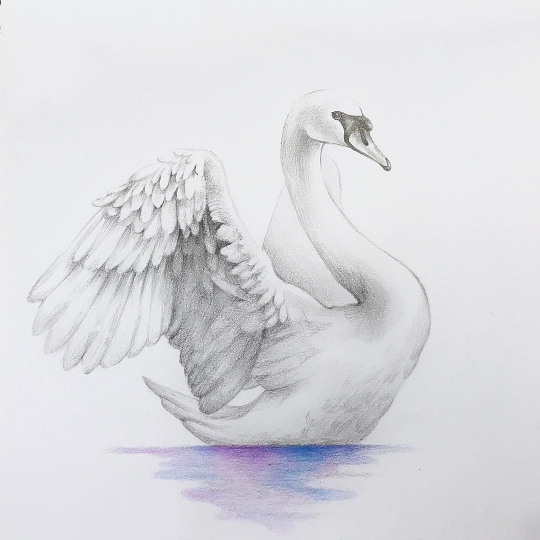 Нарисовать рисунок лебедушка. Лебедь рисунок. Лебедь карандашом. Лебедь рисунок карандашом. Лебедь рисунок красивый.