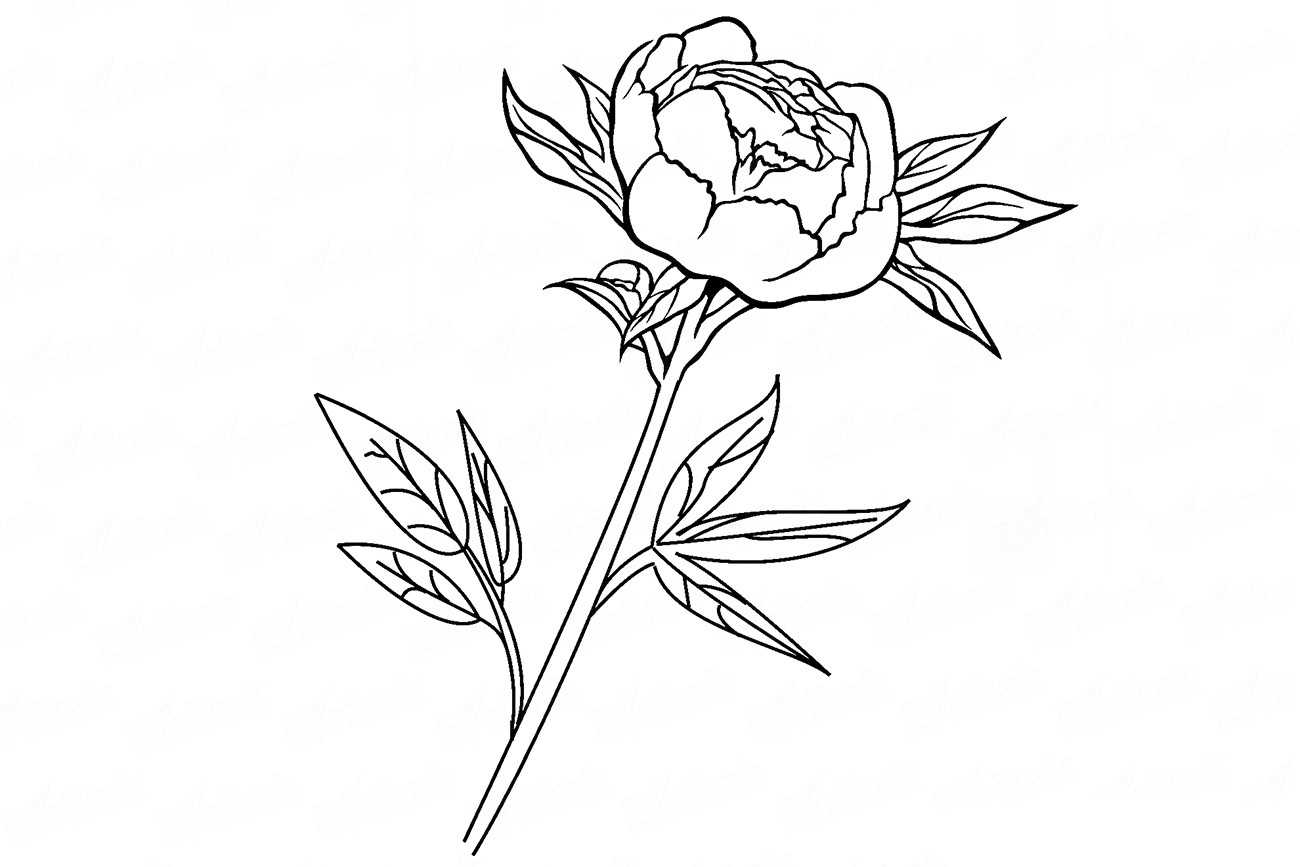 Раскраски пионы цветы для взрослых | Премиум векторы