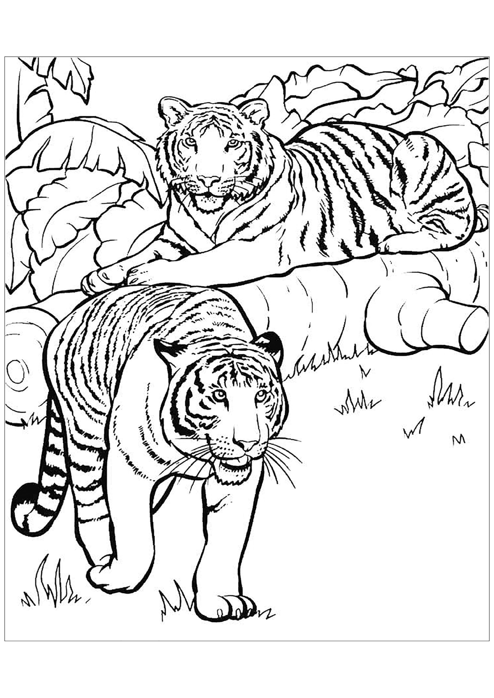 Раскраски Тигров на Новый год