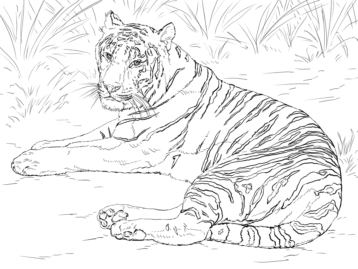 Раскраски Тигр | Распечатать бесплатно