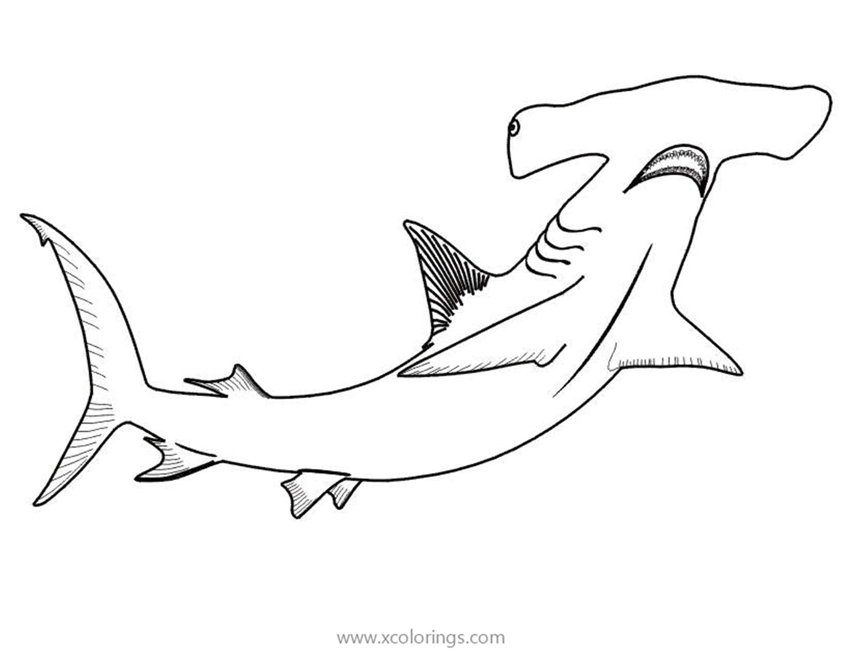 Раскраски Акула-молот