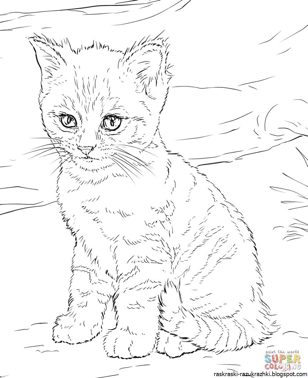 Рисунок маленький котенок - 62 фото