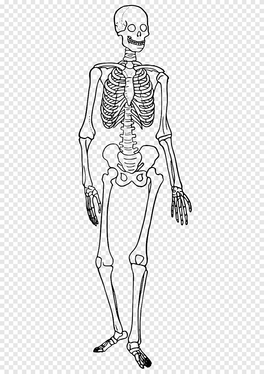 Раскраска Скелет из Майнкрафт, распечатать или скачать из категории 