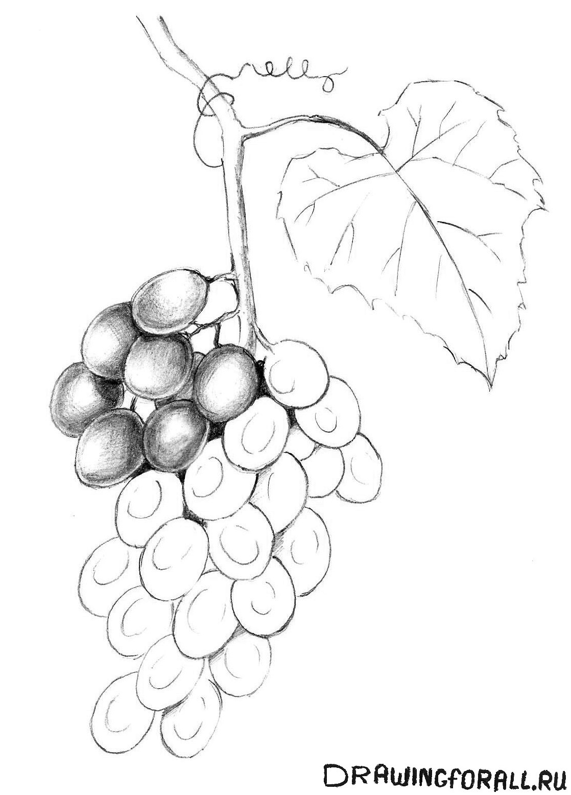 ОД по рисованию в старшей группе «Гроздь винограда»