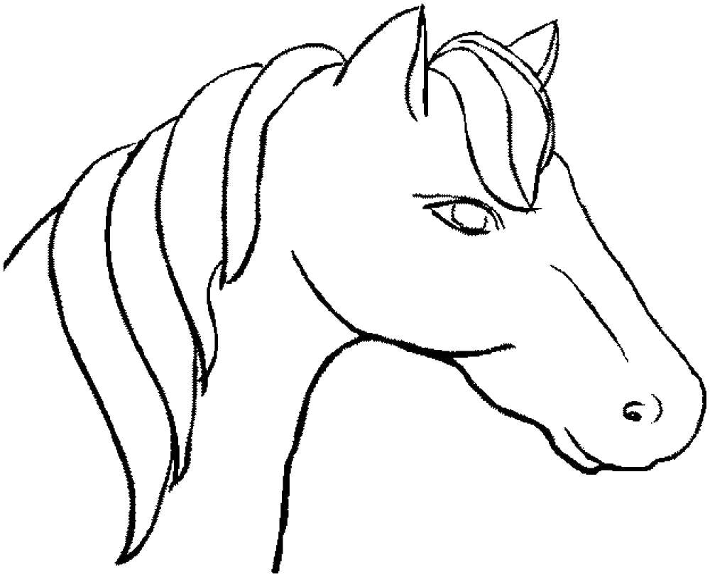 раскраска Верховая голову использовать ошейник, уздечку и лошадь