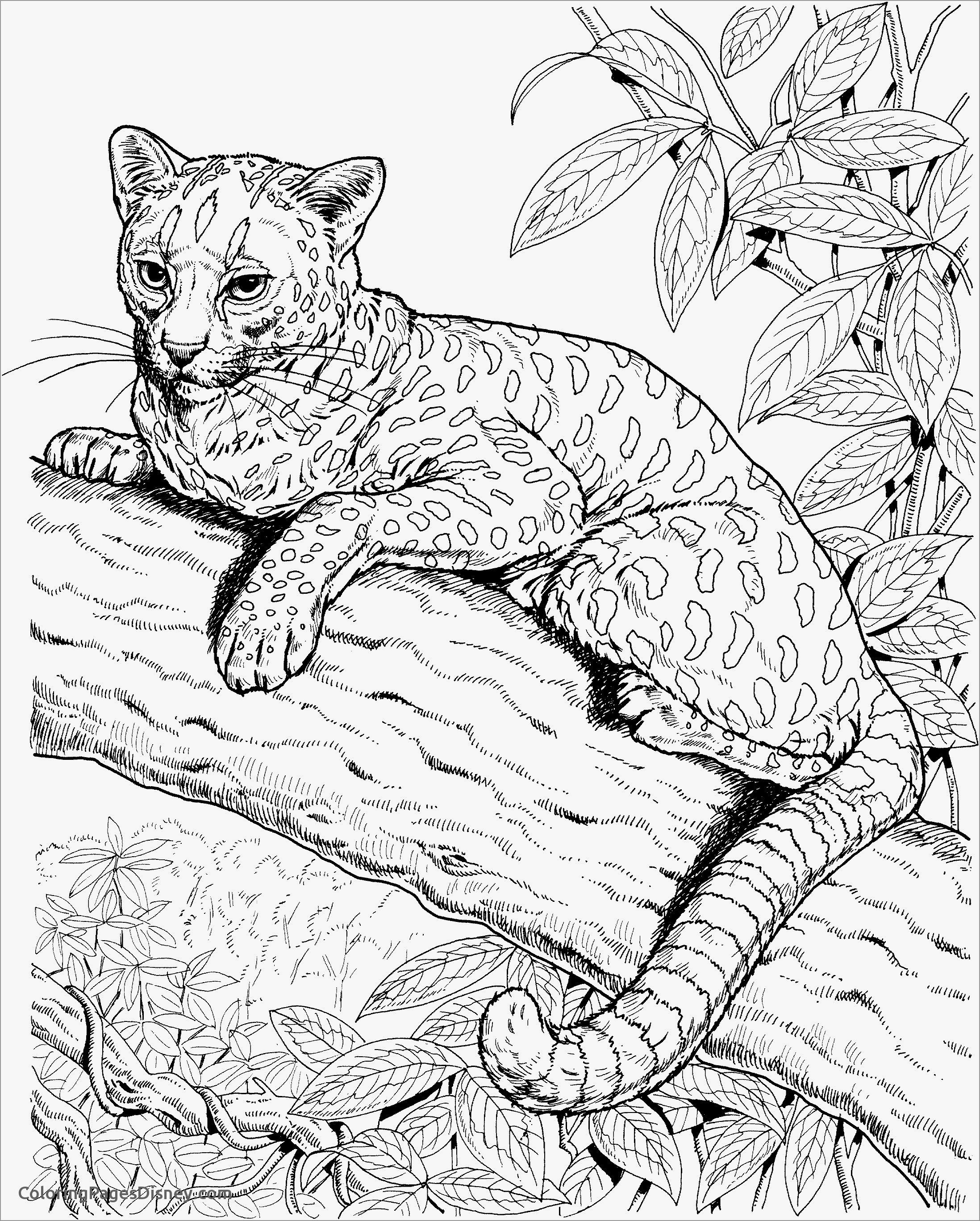 Кавказский лесной кот раскраска 58 фото