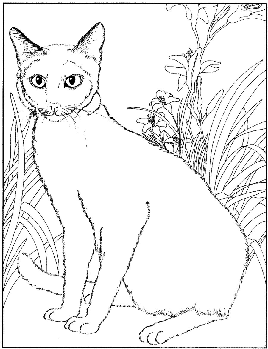 Кот рисунок сиамский (41 фото) » Рисунки для срисовки и не только