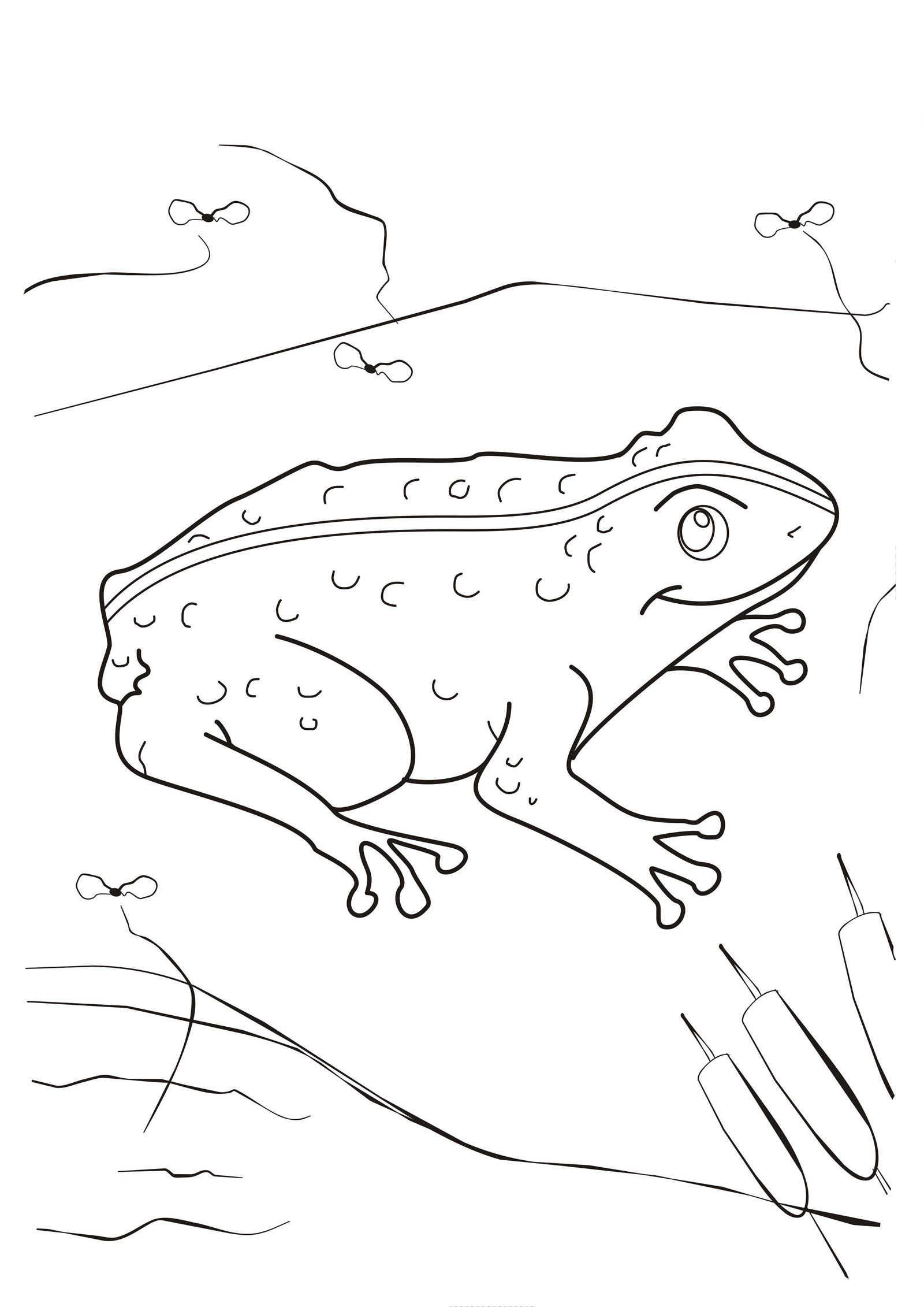 Рисунок к сказке о жабе и розе - 73 фото