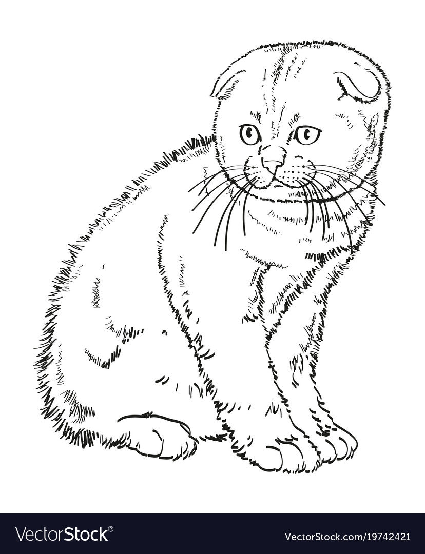 Как нарисовать шотландскую вислоухую кошку карандашом поэтапно