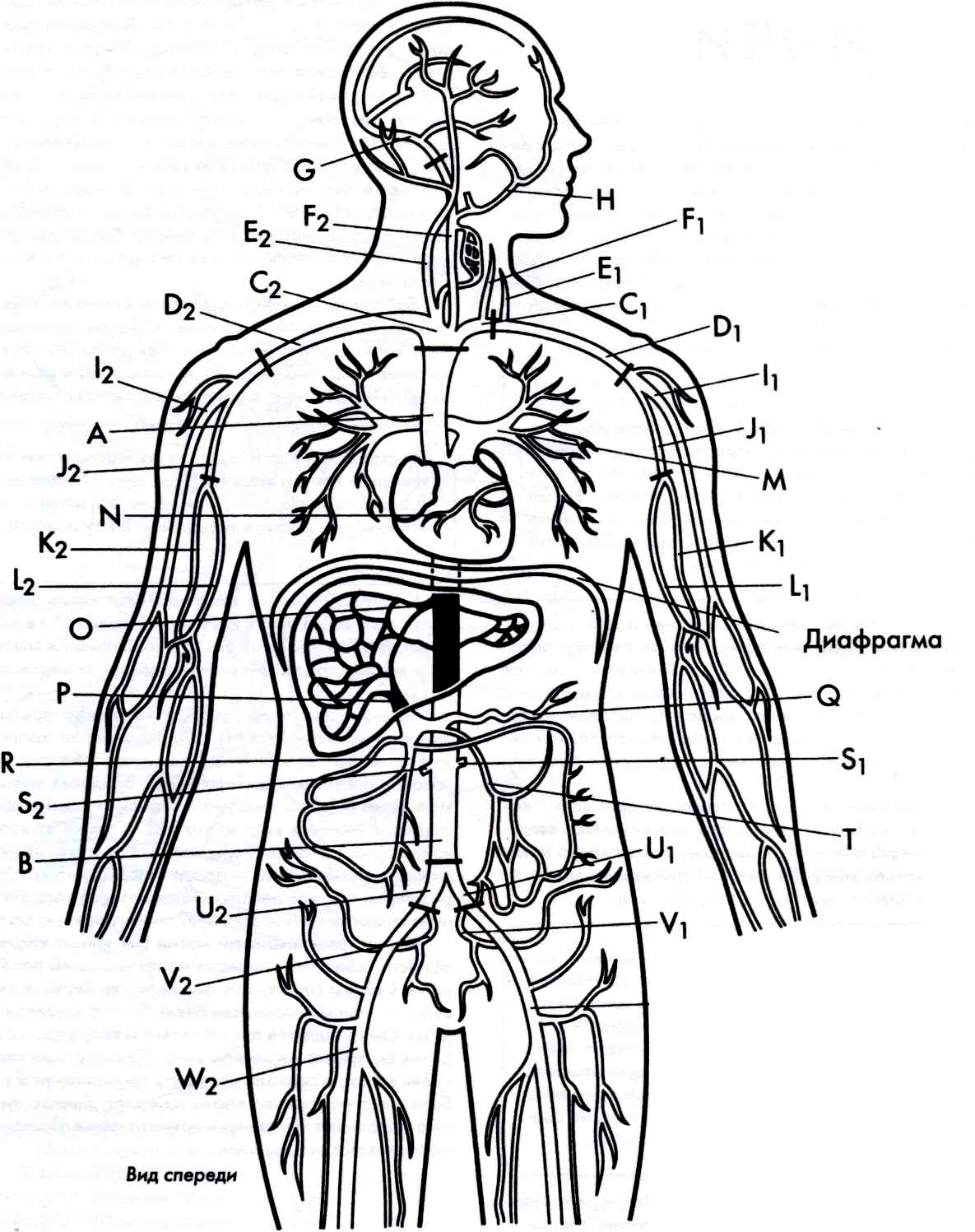 Раскраска анатомия человека для детей (45 фото)
