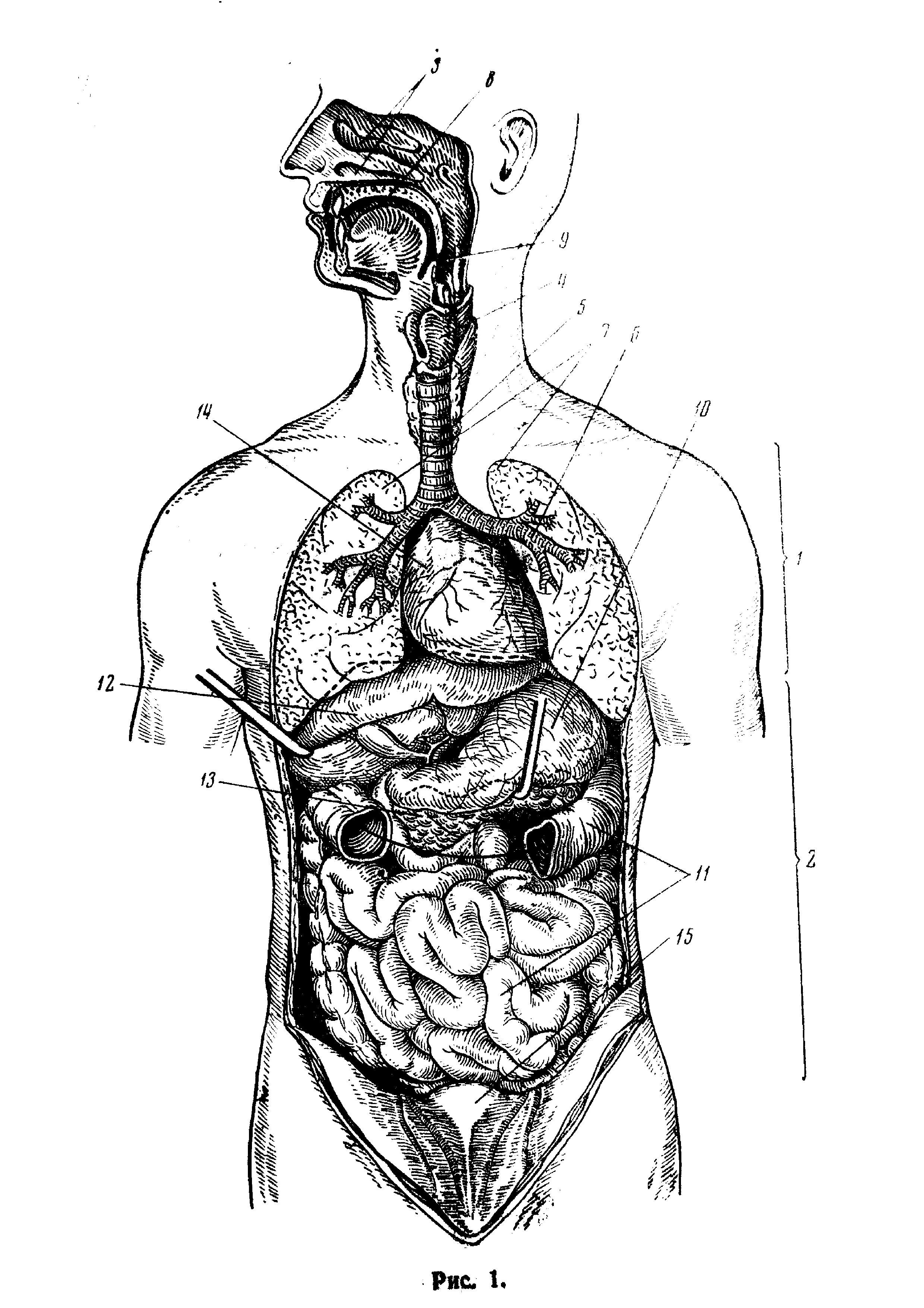 Вид внутренних органов. Строение туловища человека анатомия. Схема человека с внутренними органами в полный рост. Анатомическая схема органов человека. Внутреннее строение тела.