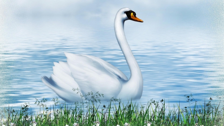 Лебедь рисунок легкий