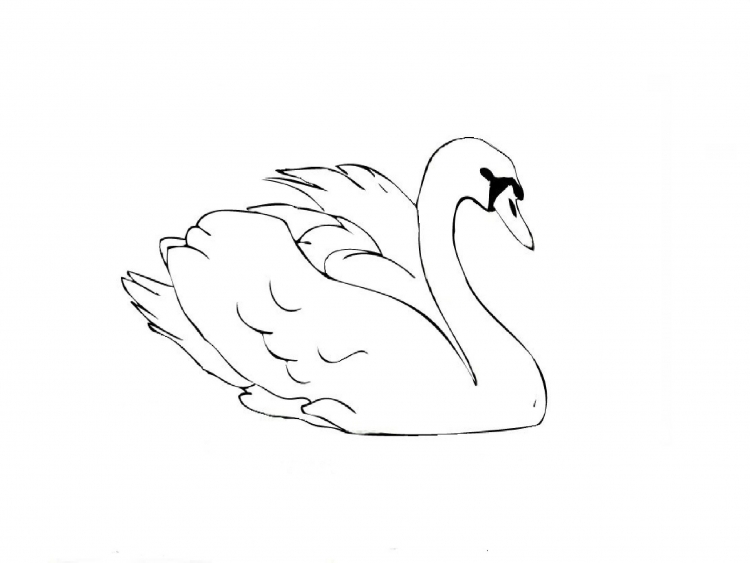 Лебедь рисунок карандашом