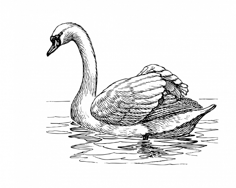 Лебедь рисунок