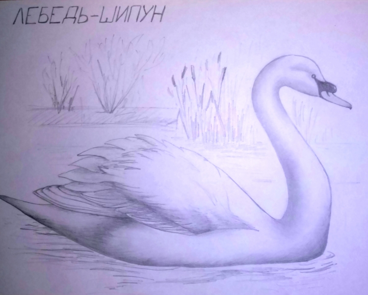 Лебедь рисунок легкий