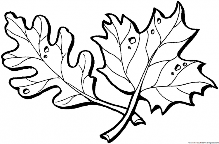 Осенние листья картинки раскраски
