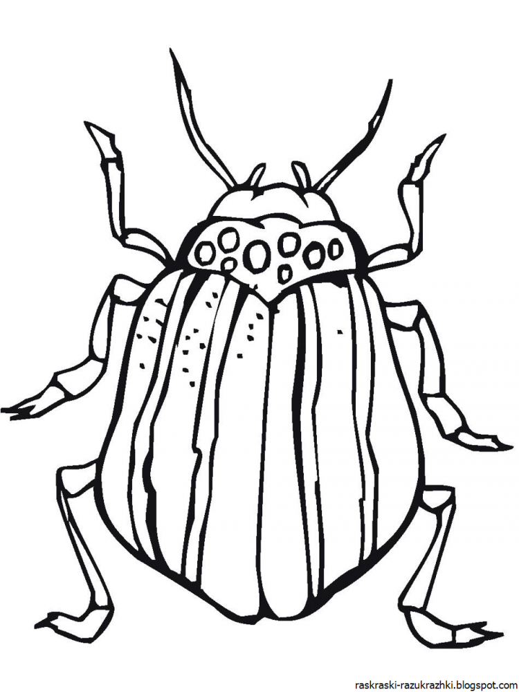 Раскраска майский жук