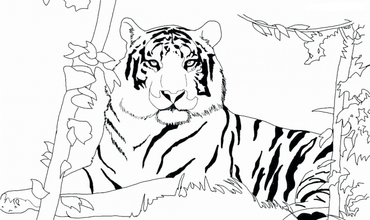 Раскраска тигр раскраски. раскраски для детей тигры тигрица тигренок тигр