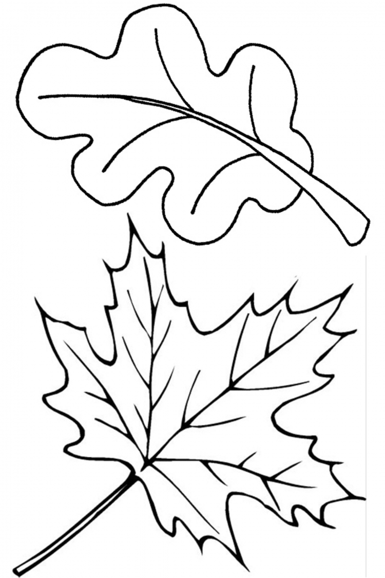 Раскраски Листья деревьев для детей распечатать на А4 и скачать