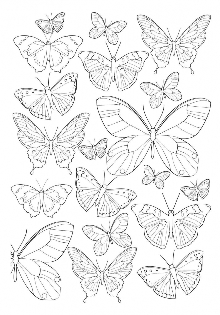 Раскраска много бабочек