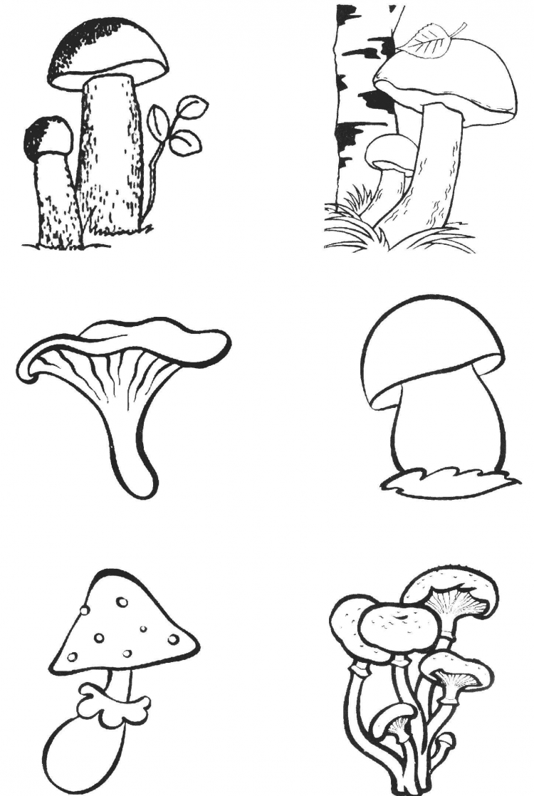 Съедобные грибы раскраска