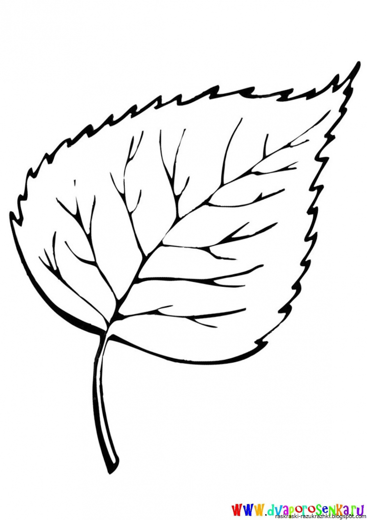 Раскраска березовый лист
