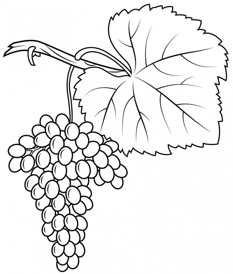 Лист винограда раскраска