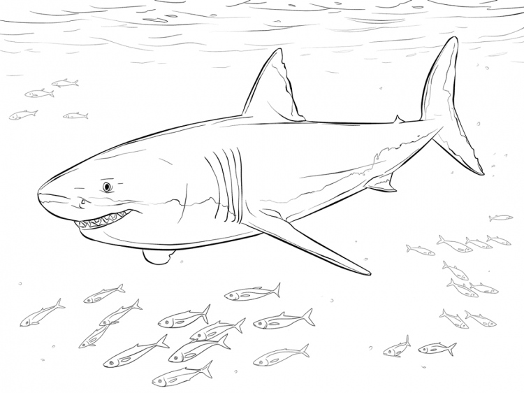 Белая акула раскраска