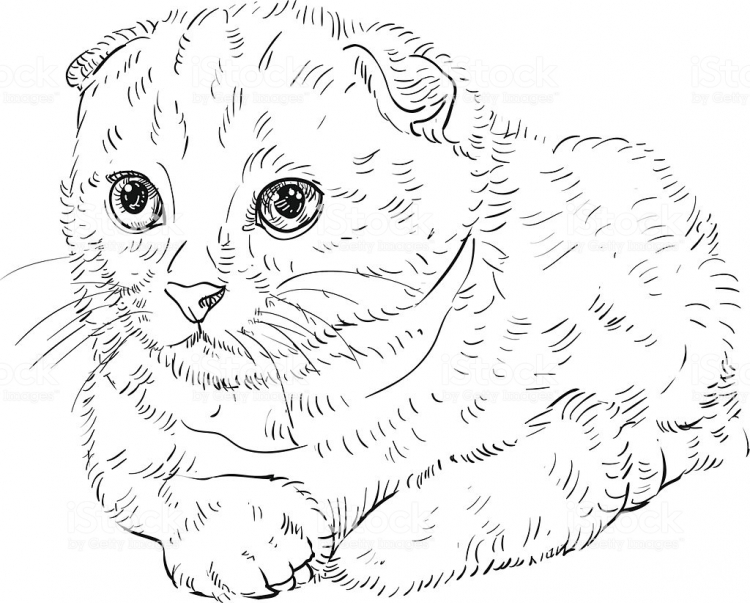 Вислоухая кошка раскраска