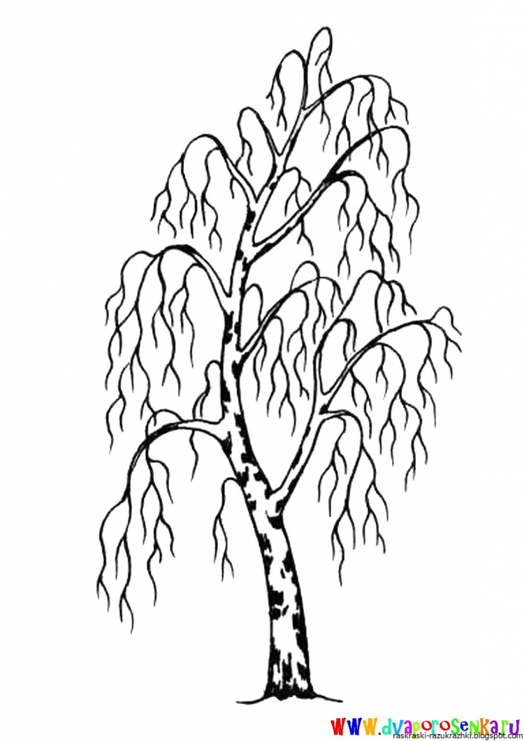 Раскраска дерево береза