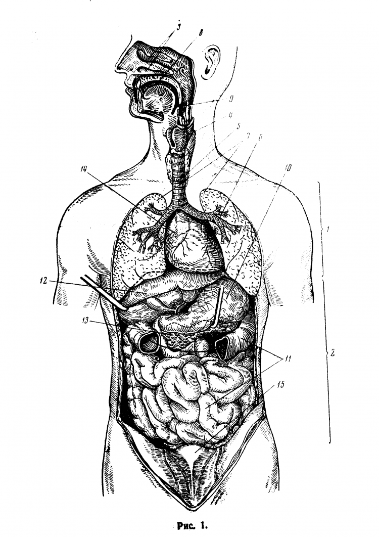 Анатомия строение организмов и органов. Строение туловища человека анатомия. Организм человека схема внутренние органы. Схема человека с внутренними органами в полный рост. Внутреннее строение тела.