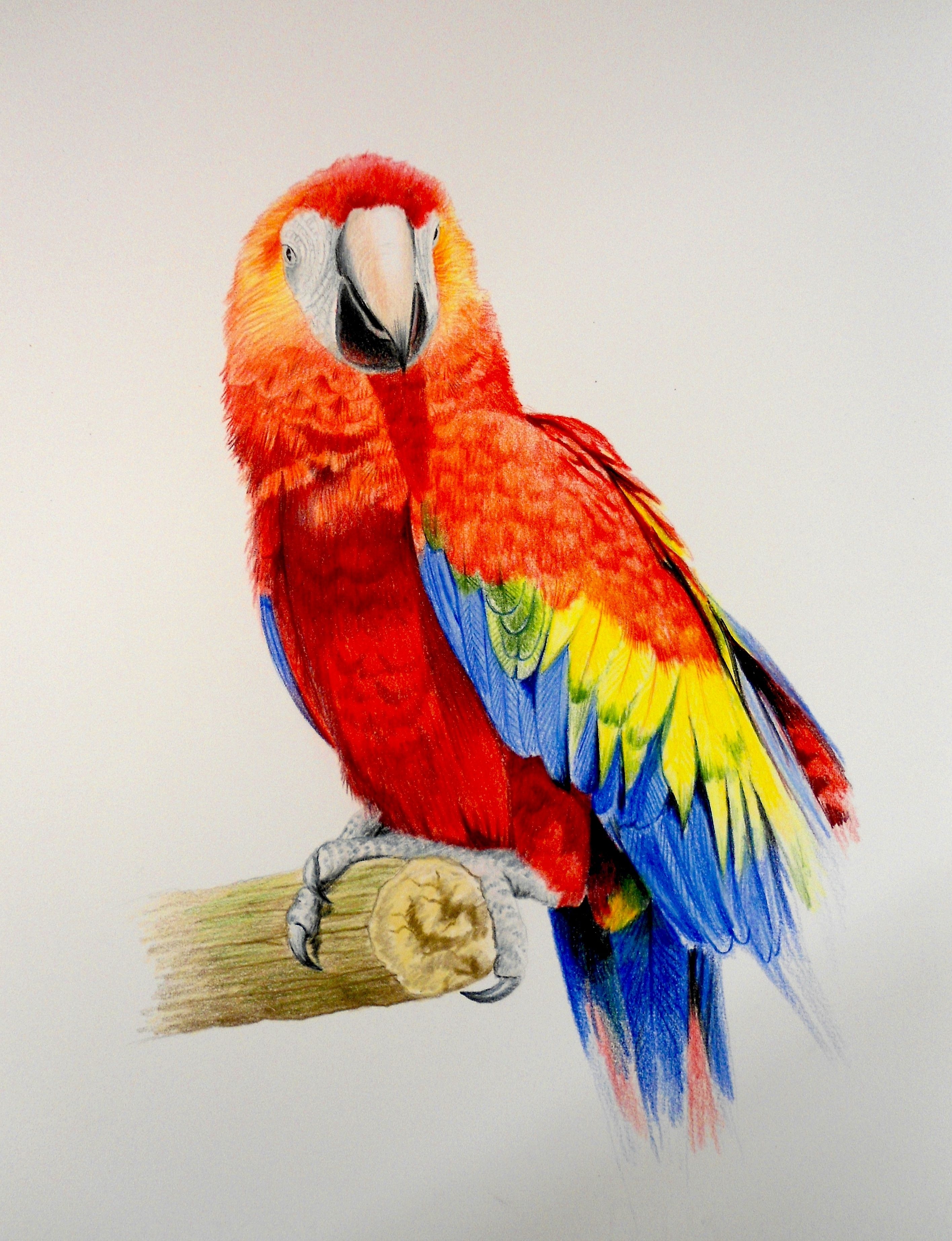 Разноцветное какаду. Попугай Какаду разноцветный. Попугай ара. Попугай ара красный. Попугай цветными карандашами.