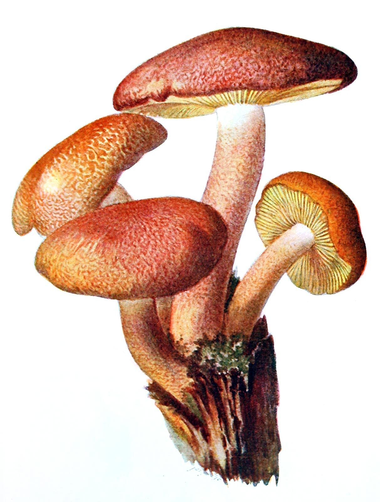 грибы опята картинки для детей цветные