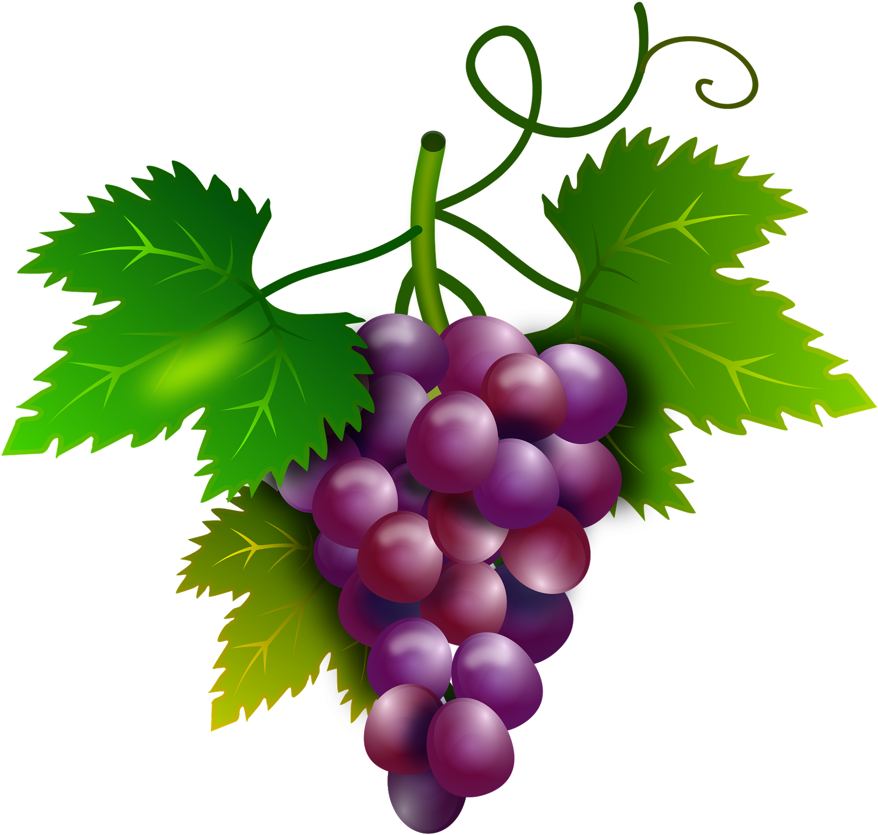 Виноград на прозрачном фоне. Виноград. Кисть винограда. Виноград мультяшный. Гроздь винограда.