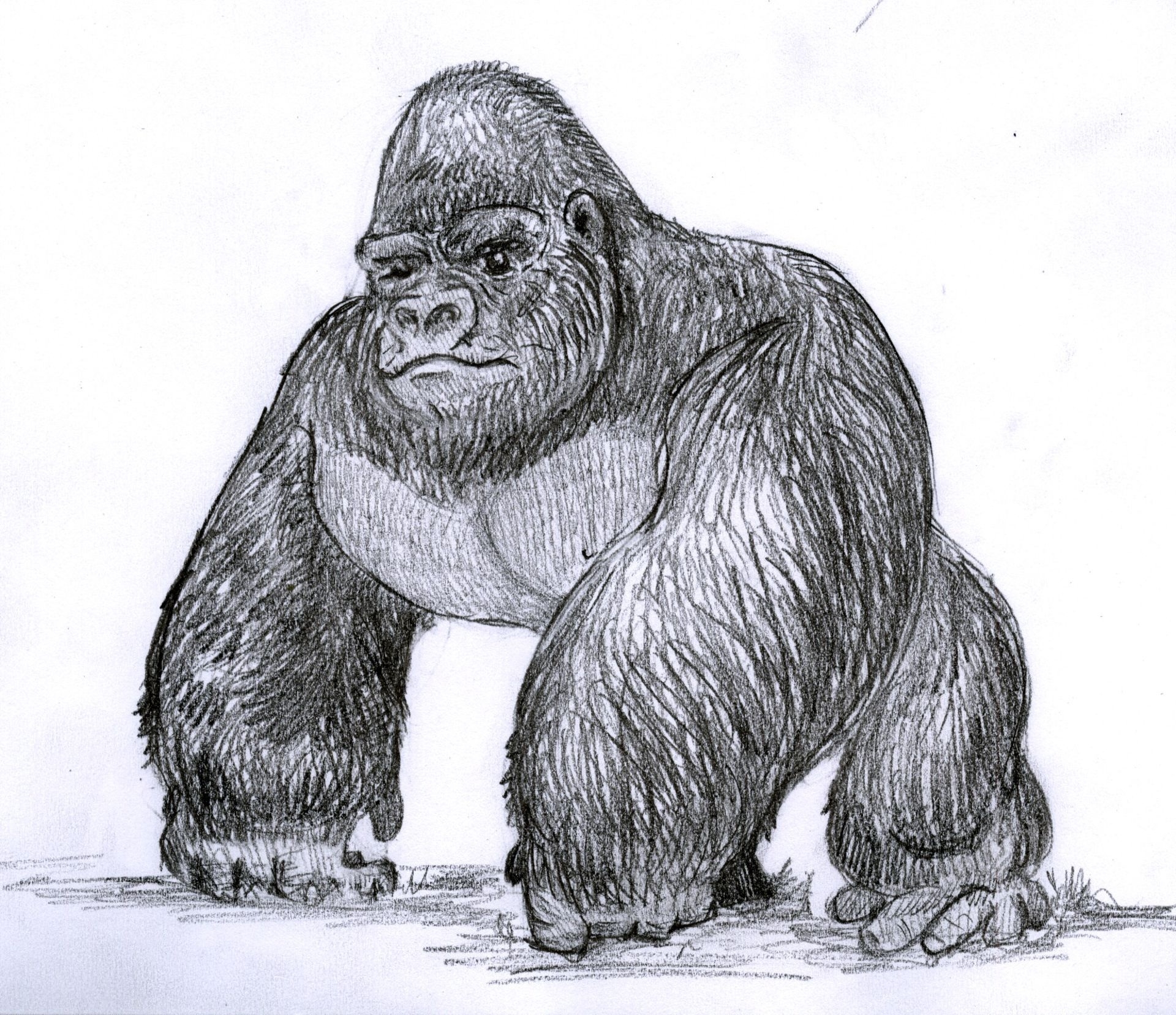 как нарисовать гориллу карандашом поэтапно для детей | Дзен