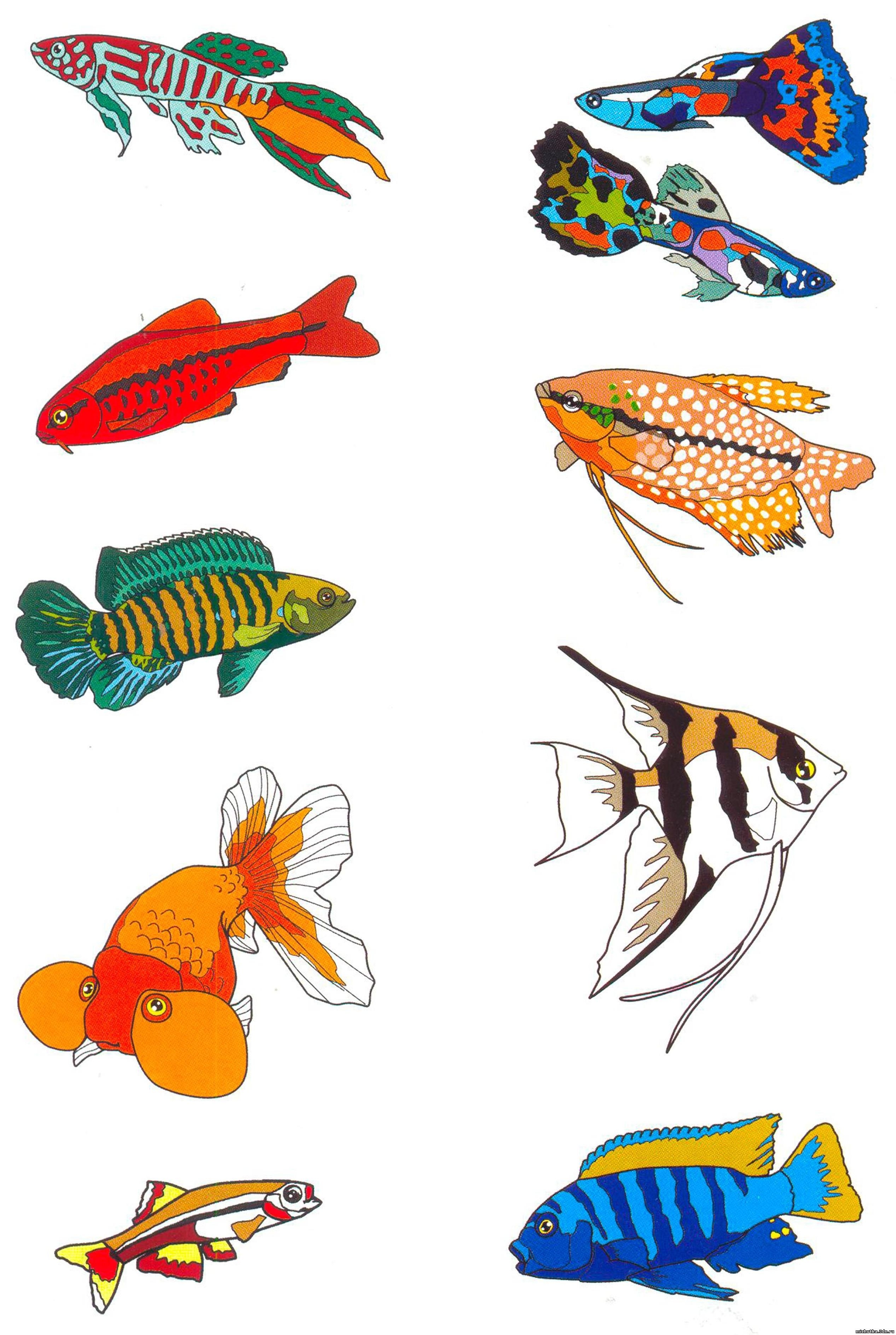 Аквариумные рыбы для детей