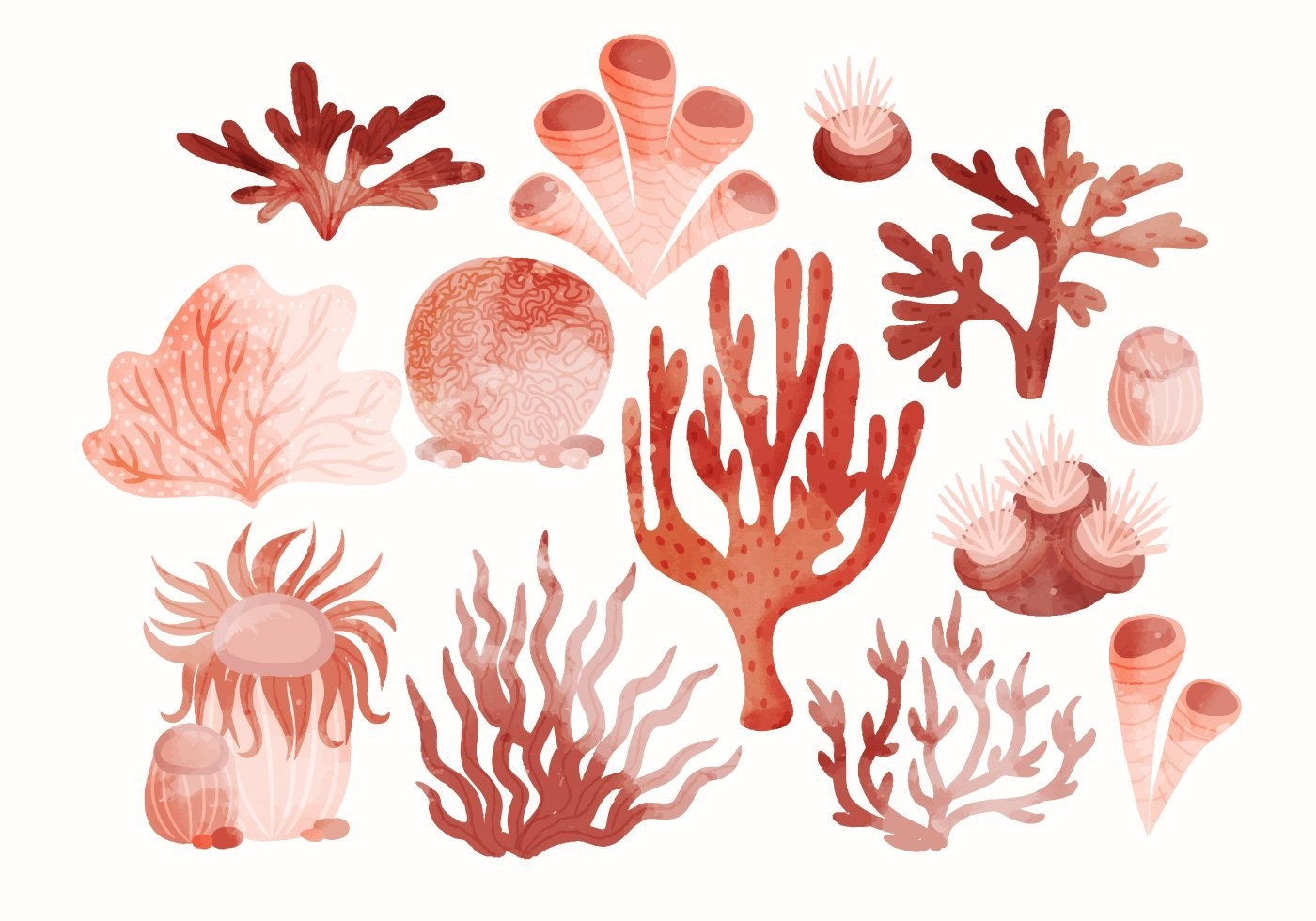 рисунок красный коралл поэтапно | Коралл, Рисунок, Коралловый