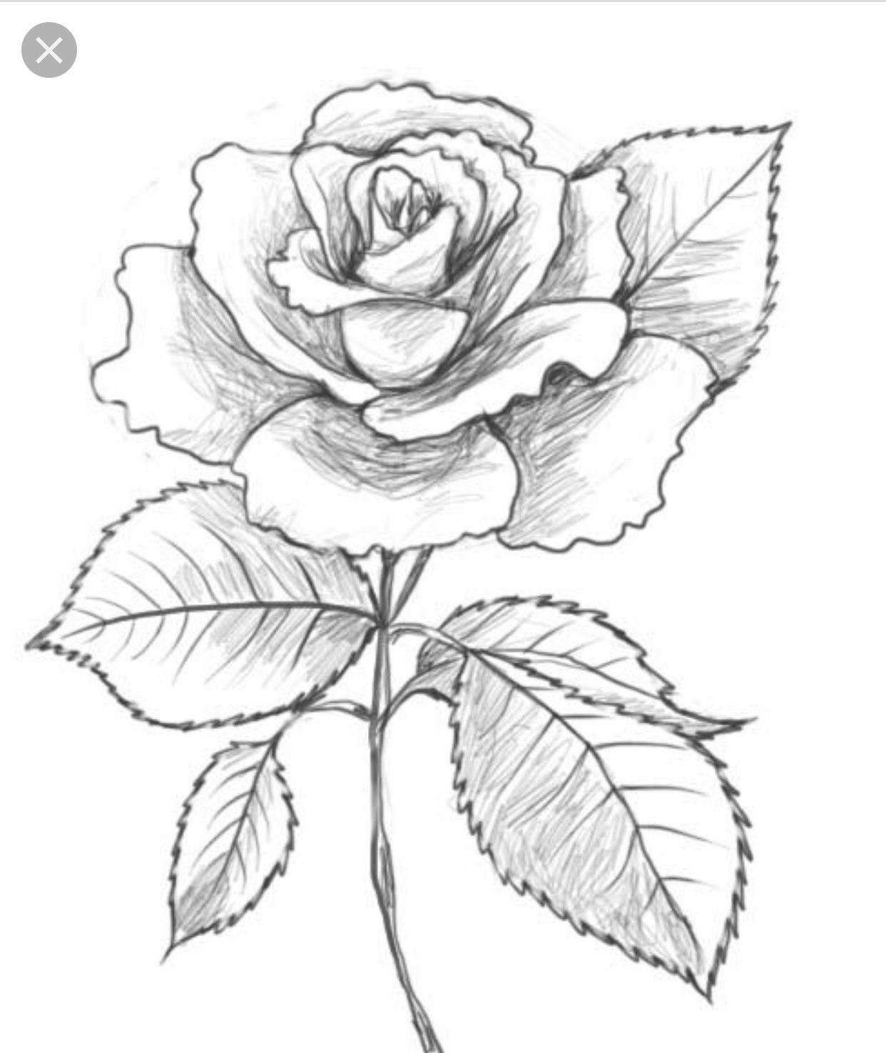 На белом листе бумаги нарисован красный цветок. Цветы рисунок карандашом. Цветы для срисовки. Красивые цветы для рисования карандашом.