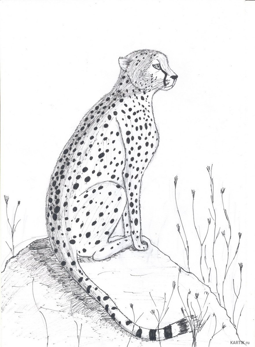Легкие леопарда