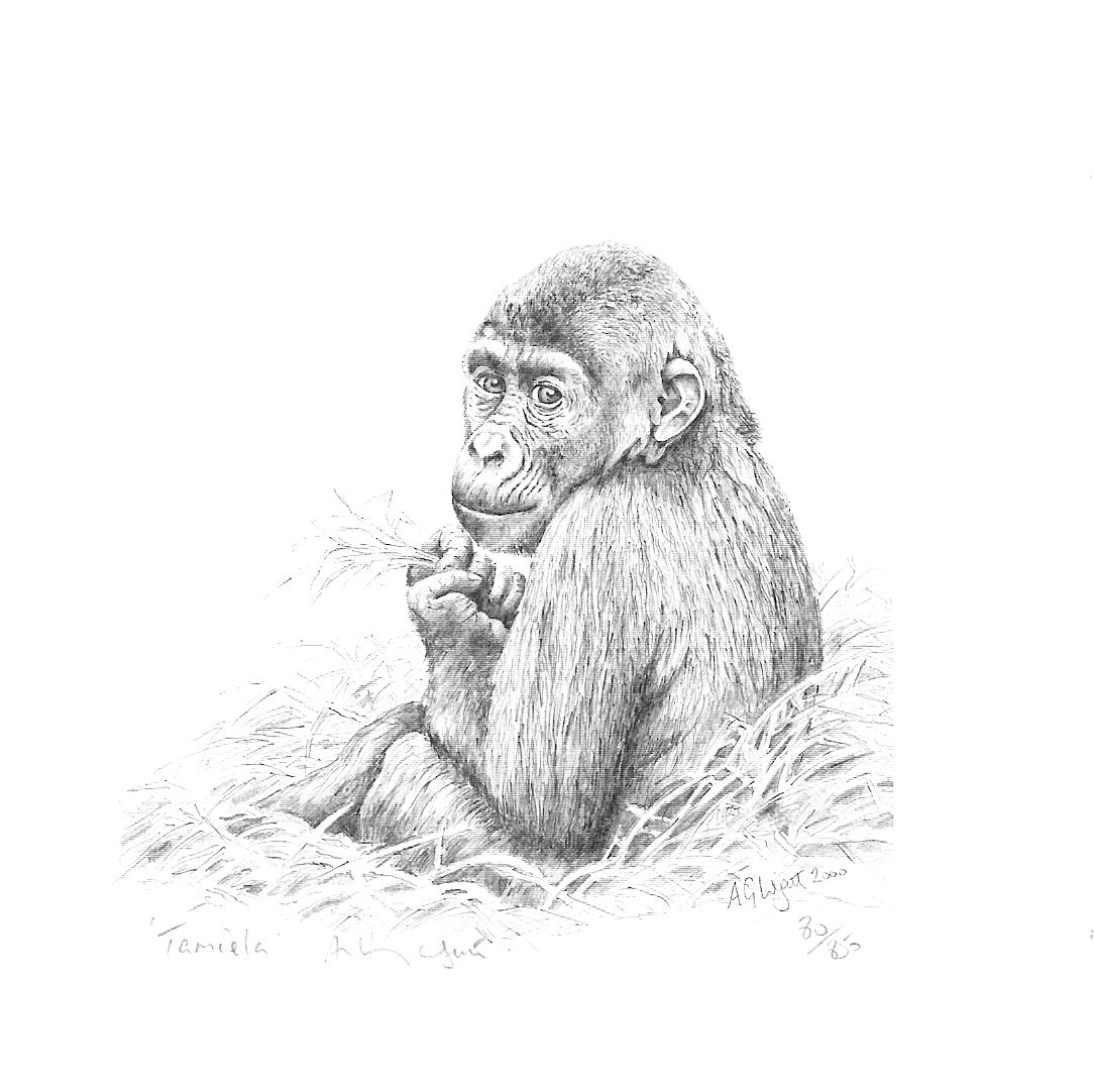 Для детей обезьянки Стоковые фотографии и лицензионные изображения. Картинки обезьяна для детей