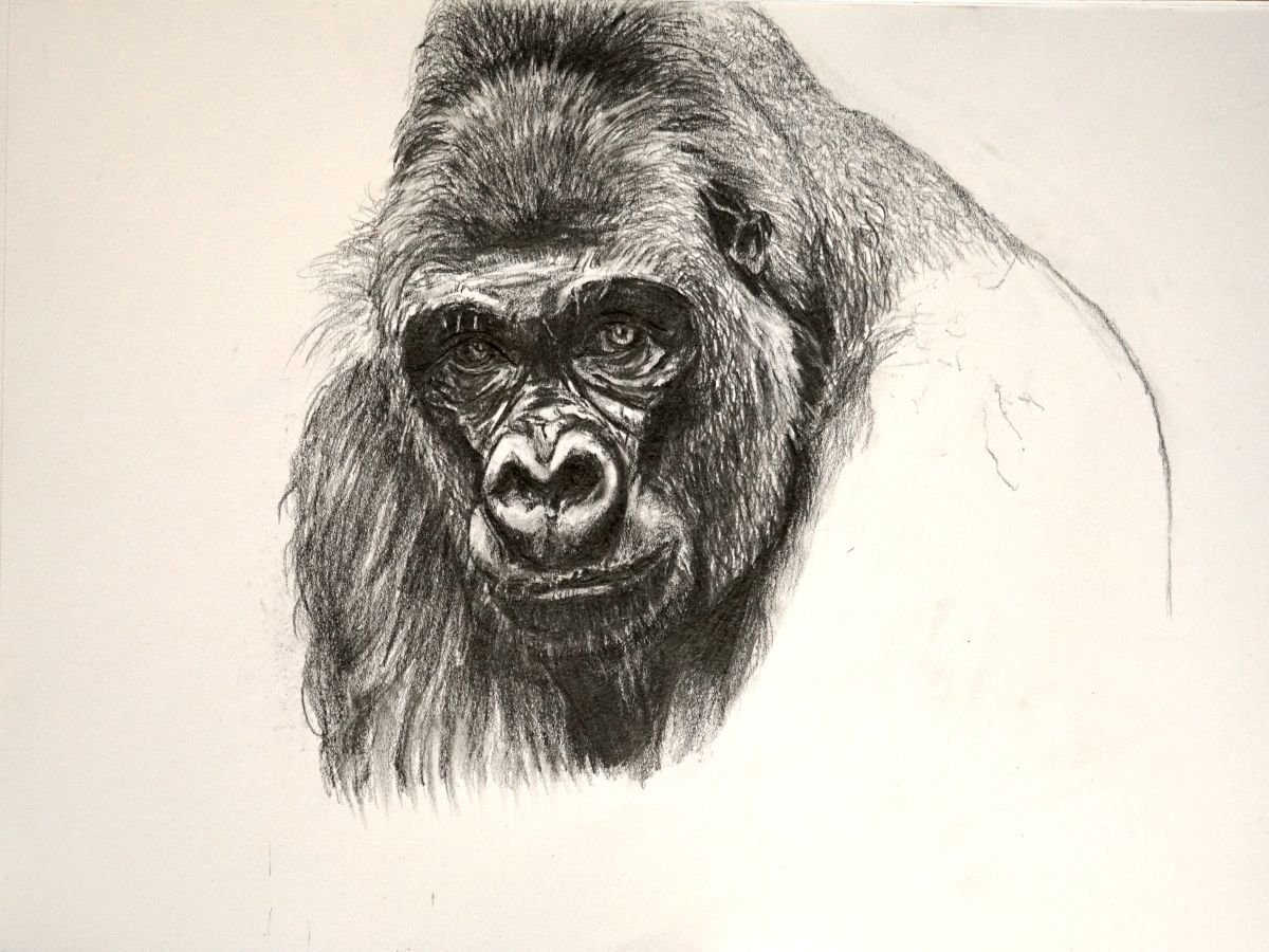 Как нарисовать обезьяну карандашом поэтапно?
