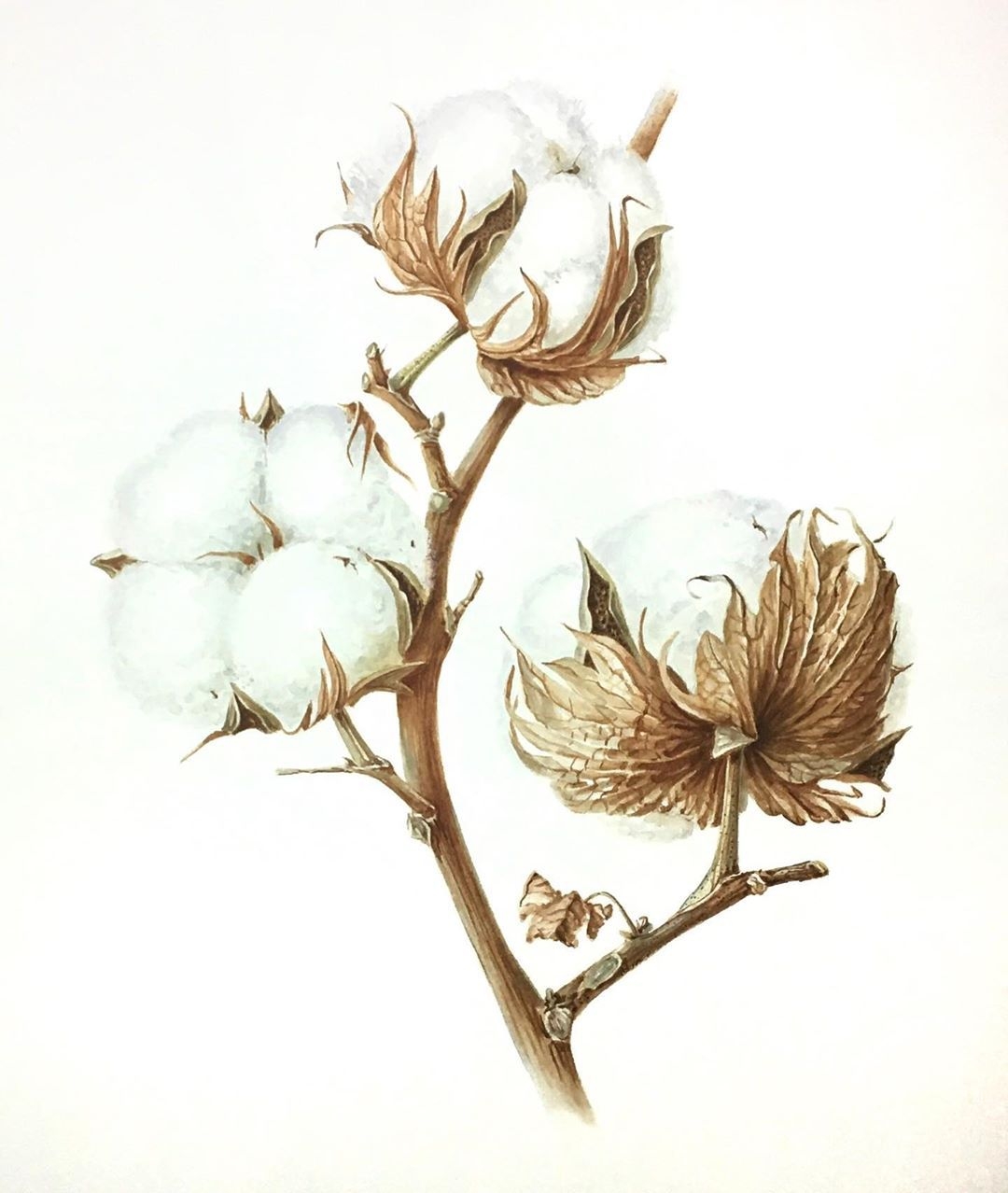 Розы. Видео урок Константина Стерхова: как нарисовать цветы акварелью.
